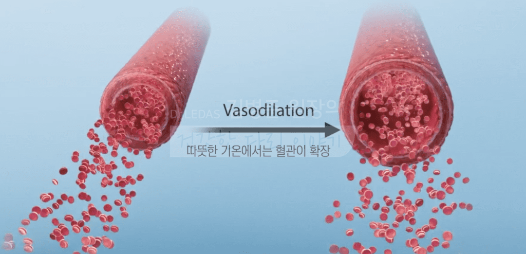 기온의 변화로 확장하거나 축소하는 혈관